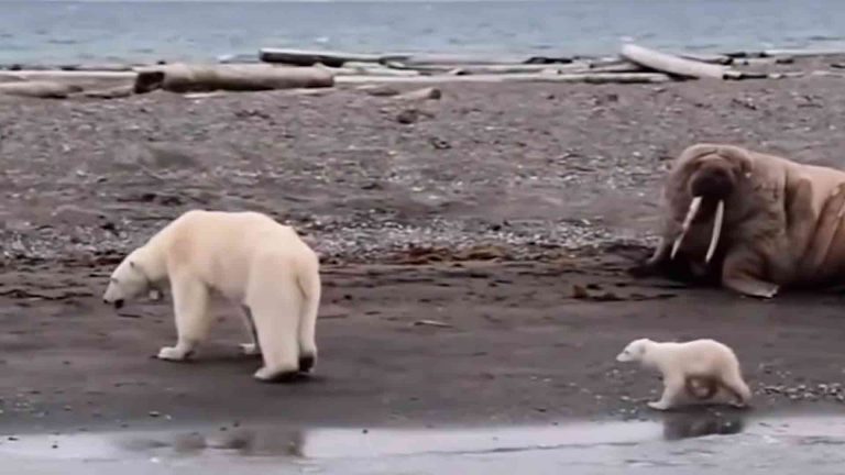 Занятие о белом медведе, о Севере (Арктика) для детей 3-4 лет
