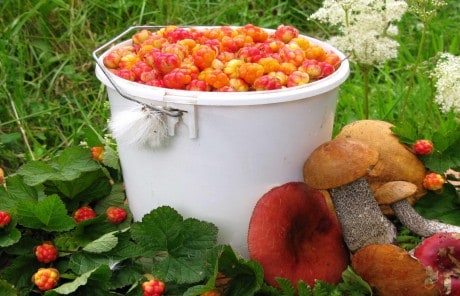 Архангельская область. Природа одаривает человека разнообразными грибами и ягодами.