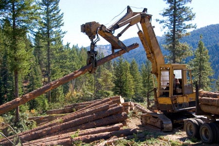 Лесорубы заготовляют лес для строительства